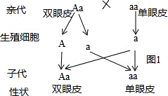 Aa和aa的遗传图解图片