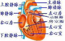 2016年山東省臨沂市中考生物試卷 > 題目詳情 血液循環的動力來自心臟