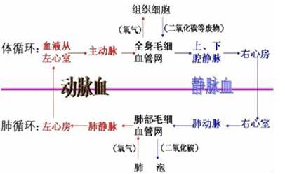 我国o型血人口占的比的_人口普查(3)