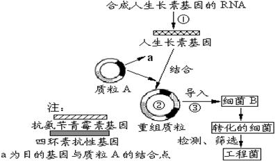 人口上皮细胞能进行质壁分离_人口上皮细胞显微图(3)