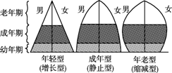 人口金字塔成年组分析_食物金字塔