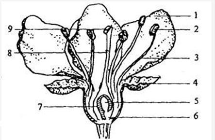 (14分)右图是花的基本结构示意图,请据图回答