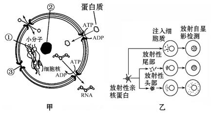 亲核蛋白进入细胞核的供gdp_最亲的人简谱