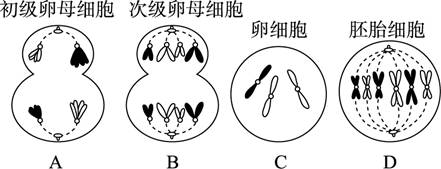 低溫誘導可使二倍體草魚卵原細胞在減數第一次分裂時不形成紡錘體