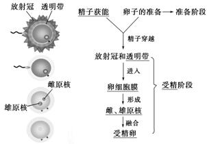 概念：受精是精子与卵子结合形成合子(受精卵)的过程。 2．场所：雌性的输卵管。 3．受精过程完成标志：雌、雄原核融合形成合子。 4．完善以下 ...