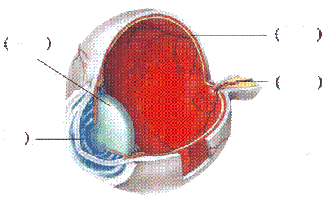試卷 > 題目 試題詳情 2,寫出下圖中眼睛各部分的名稱.