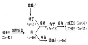 蜜蜂实验示意图图片