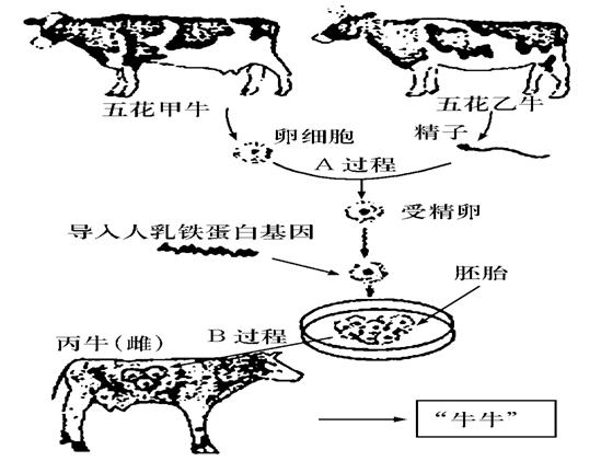 牛胚胎发育过程图图片