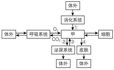 内环境物质交换图解图片