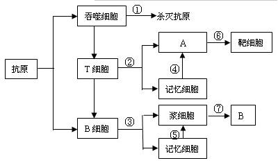 下圖為人體免疫部分過程示意圖.