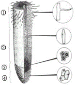 右圖是根尖的立體結構和平面結構圖,識圖並填寫有關根尖結構和功能的