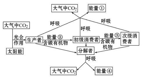 能量流动模式图图片