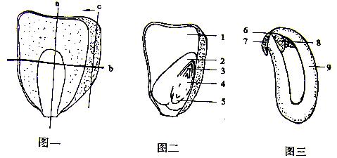 (2)在图二所示的玉米种子的剖面上滴一滴染液,变成蓝色的部分是[  ]