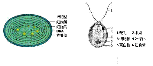 衣藻细胞结构图手绘图片