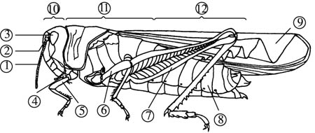 (注意:〔 〕内填序号, 上填名称) (1)蝗虫是常见的昆虫,它的身体分为