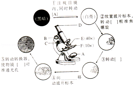 在制作人口腔上皮细胞临时装片时_制作人的口腔上皮细胞(2)