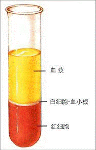 點評: 血液若不加抗凝劑血細胞凝固成為血塊,不會出現分層現象,血塊