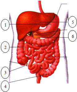 如图是人体消化系统部分结构图,请根据图的内容填空,可填序号