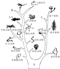 考點: 生物進化的歷程.