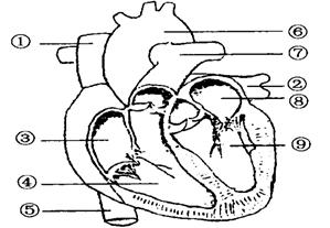 根据如图所示的心脏结构图回答下列问题