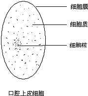 用鉛筆在答題卡相應方框中畫出一個口腔上皮細胞的結構圖,並標註出