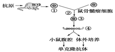 植物体细胞杂交的育种原理是什么_植物体细胞杂交