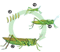 卷Ⅰ(选择题,共60分)蝗虫的发育过程蝗虫发育蝗虫发育过程蝗虫发育