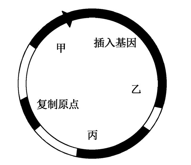 基因表达载体的结构图图片