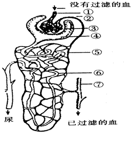 右图为肾的内部结构示意图请据图回答下列问题8分