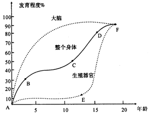 期,右图是人身体有关不同部位发育 速度曲线图