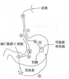 胃的原理是什么_胃左边是什么器官(3)