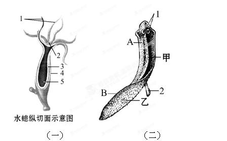 如图所示为水螅的纵切面和涡虫示意图,据图回答: (1) (一)图中食物由