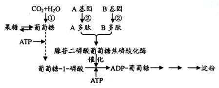 下图是玉米