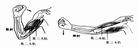 下图为肌肉的协作示意图,请据图回答下列问题: ①屈肘时,肱二头肌 ,肱