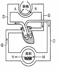 肺循环简单图片