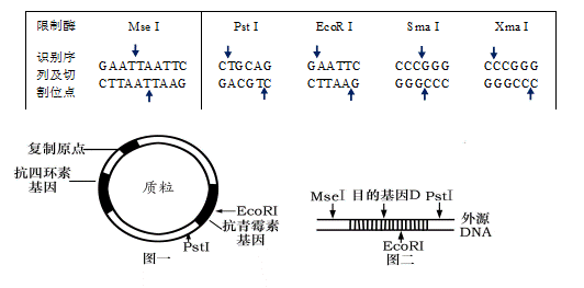 (16分)下表中列出了幾種限制酶識別序列及其切割位點,圖一,圖二中箭頭
