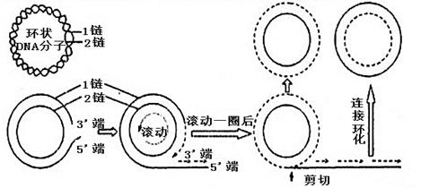 环状双链dna复制图解图片