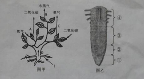 圖甲表示發生在植物體內的某些生理過程,圖乙為該植物根尖結構示意圖