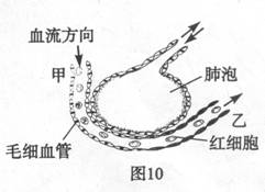 圖10為人體肺泡與血液氣體交換示意圖.下列正確的是 a.