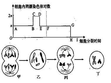 同源染色体折线图图片