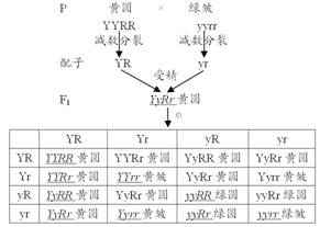 (二)图解 1,两对相对性状分别由两对遗传因子控制.