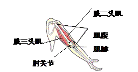 1 骨骼肌收缩原理是什么_骨骼肌纤维的收缩原理