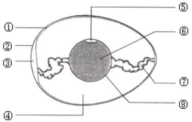 下图是鸟卵的结构图