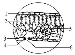 如图为显微镜下菠菜叶横切面结构示意图,据图回答下列问题:(每个