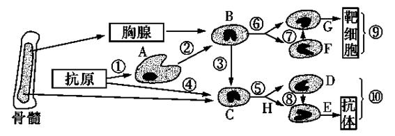 ⑨和⑩兩種免疫方式分別為人體的第二,三道防線d.