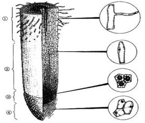 (1)①是根尖的 ,它的表皮细胞向外突出形成 它是根吸收无机