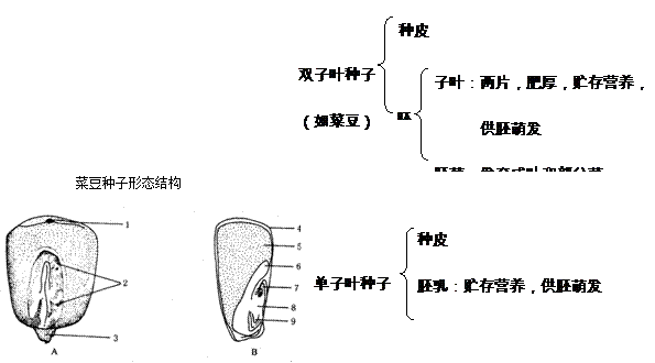 玉米果实的结构图图片