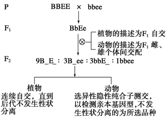 动物杂交育种遗传图解图片