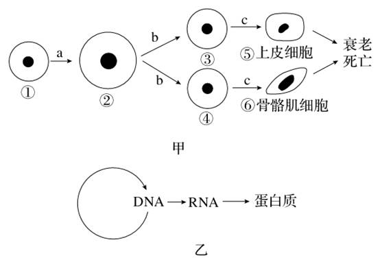 动植物细胞分化过程图片