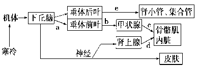 下圖為人體內體溫與水鹽平衡調節的示意圖,有關敘述正確的是 ( )